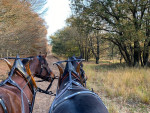 De paarden kijken naar de Edese schaapskudde